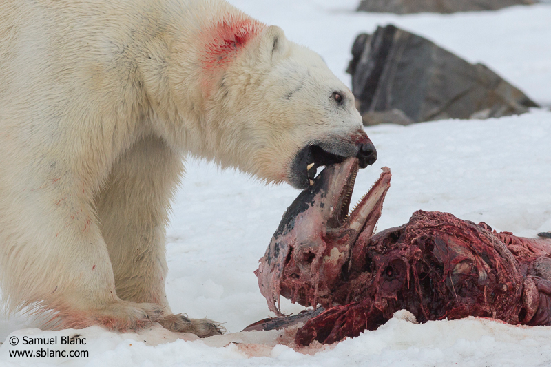 Illustration for article titled Unprecedented Photos Show A Polar Bear Eating Dolphins